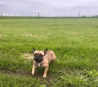 ❤️AKC Hope🐶, a female French Bulldog for sale in Brooksville, FL – Photo 4 of 7