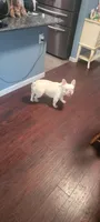 Bella, a female French Bulldog for sale in Brooksville, FL – 5 of 8