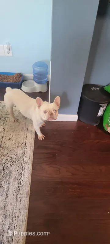 Bella – French Bulldog puppy for sale in Brooksville, FL