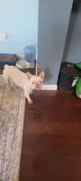 Bella, a female French Bulldog for sale in Brooksville, FL – 1 of 8