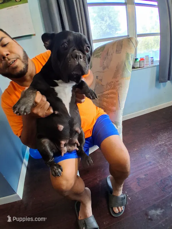 Pregnant French Bulldog – French Bulldog puppy for sale in Brooksville, FL