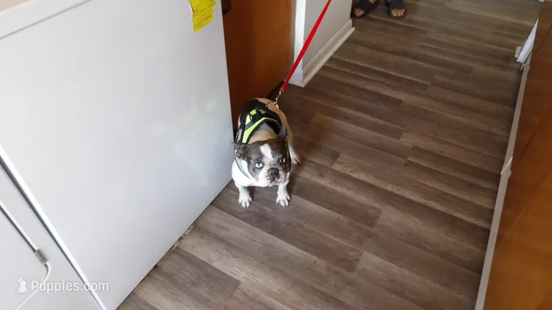 Dottie – French Bulldog puppy for sale in Brooksville, FL