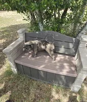 Emma, a female French Bulldog for sale in Brooksville, FL – Photo 5 of 10