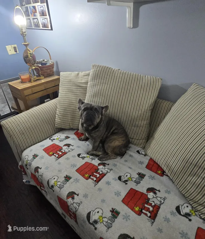 Emma – French Bulldog puppy for sale in Brooksville, FL