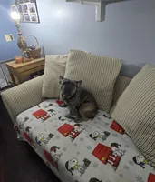 Emma, a female French Bulldog for sale in Brooksville, FL – Photo 1 of 10