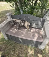 Emma, a female French Bulldog for sale in Brooksville, FL – Photo 6 of 10