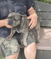 Emma, a female French Bulldog for sale in Brooksville, FL – Photo 3 of 10