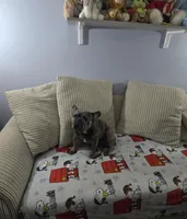 Emma, a female French Bulldog for sale in Brooksville, FL – Photo 2 of 10