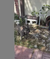 Emma, a female French Bulldog for sale in Brooksville, FL – Photo 9 of 10