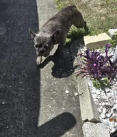 Emma, a female French Bulldog for sale in Brooksville, FL – Photo 8 of 10