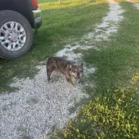 Hugo, a male French Bulldog for sale in Brooksville, FL – Photo 2 of 5