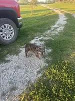 Hugo, a male French Bulldog for sale in Brooksville, FL – Photo 2 of 5