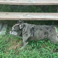 Hugo, a male French Bulldog for sale in Brooksville, FL – Photo 1 of 5