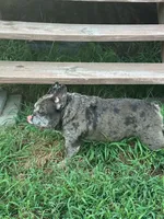 Hugo, a male French Bulldog for sale in Brooksville, FL – Photo 1 of 5