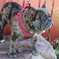 Hugo, a male French Bulldog for sale in Brooksville, FL – Photo 5 of 5