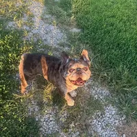 Hugo, a male French Bulldog for sale in Brooksville, FL – Photo 4 of 5