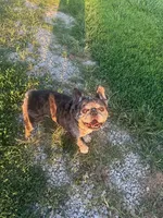 Hugo, a male French Bulldog for sale in Brooksville, FL – Photo 4 of 5