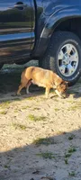 Ellie Mae, a female French Bulldog for sale in Brooksville, FL – Photo 5 of 6