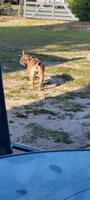 Ellie Mae, a female French Bulldog for sale in Brooksville, FL – Photo 4 of 6