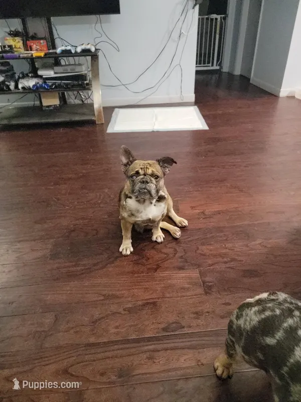 Ellie Mae – French Bulldog puppy for sale in Brooksville, FL
