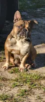 Ellie Mae, a female French Bulldog for sale in Brooksville, FL – Photo 2 of 6