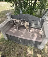 Emma, a female French Bulldog for sale in Brooksville, FL – 4 of 7