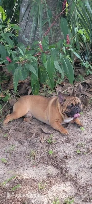Buckwheat – French Bulldog puppy for sale in Brooksville, FL