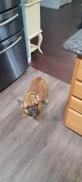 Buckwheat, a male French Bulldog for sale in Brooksville, FL – 7 of 8