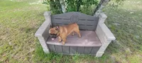 Buckwheat, a male French Bulldog for sale in Brooksville, FL – 5 of 8