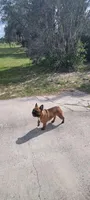Buckwheat, a male French Bulldog for sale in Brooksville, FL – 4 of 8