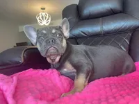 Daisy, a female French Bulldog for sale in Brooksville, FL – Photo 1 of 6