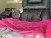 Daisy, a female French Bulldog for sale in Brooksville, FL – Photo 5 of 6