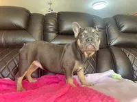 Daisy, a female French Bulldog for sale in Brooksville, FL – Photo 3 of 6