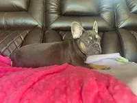 Daisy, a female French Bulldog for sale in Brooksville, FL – Photo 4 of 6