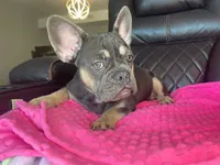 Daisy, a female French Bulldog for sale in Brooksville, FL – Photo 2 of 6