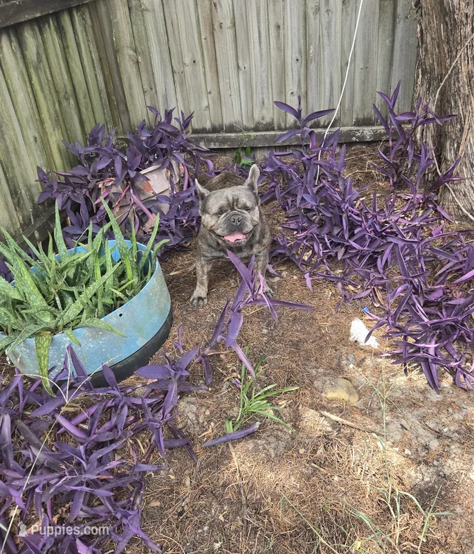 Emma – French Bulldog puppy for sale in Brooksville, FL
