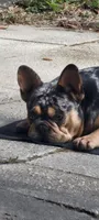 AKC Boomer, a male French Bulldog for sale in Brooksville, FL – 6 of 8
