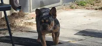 AKC Boomer, a male French Bulldog for sale in Brooksville, FL – 3 of 8