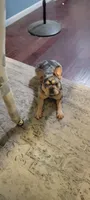 AKC Boomer, a male French Bulldog for sale in Brooksville, FL – 7 of 8