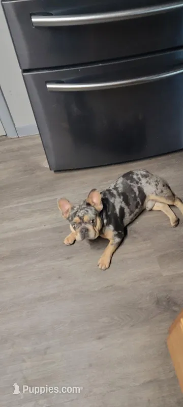 AKC Boomer – French Bulldog puppy for sale in Brooksville, FL