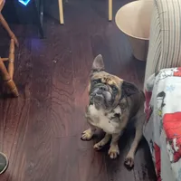 Ellie, a female French Bulldog for sale in Brooksville, FL – Photo 4 of 4