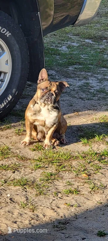 Ellie Mae – French Bulldog puppy for sale in Brooksville, FL