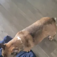 Ellie, a female French Bulldog for sale in Brooksville, FL – Photo 1 of 4