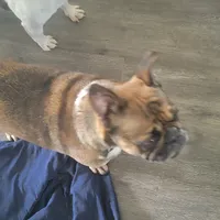 Ellie, a female French Bulldog for sale in Brooksville, FL – Photo 2 of 4