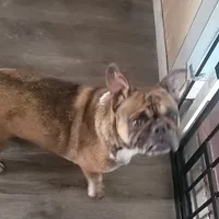 Ellie, a female French Bulldog for sale in Brooksville, FL – Photo 3 of 4