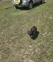Emma, a female French Bulldog for sale in Brooksville, FL – 7 of 7