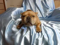 ❤️ Honey ❤️, a female French Bulldog for sale in Brooksville, FL – Photo 3 of 9