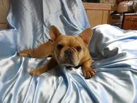 ❤️ Honey ❤️, a female French Bulldog for sale in Brooksville, FL – Photo 7 of 9