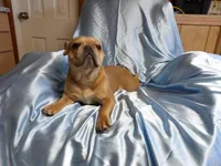 ❤️ Honey ❤️, a female French Bulldog for sale in Brooksville, FL – Photo 1 of 9