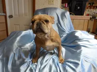 ❤️ Honey ❤️, a female French Bulldog for sale in Brooksville, FL – Photo 2 of 9